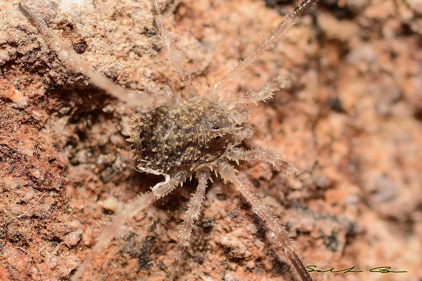 Lacinius horridus (Panzer, 1794) Phalangiidae